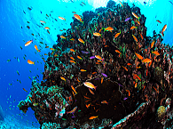 ���Ԗ����́A�_�C�r���O�|�C���g�܂Ń{�[�g�łT���`�Q�O���I�R�{�[�g�_�C�u���Ă��A�t�^�[�_�C�u�œ����̂�т�y���ގ����ł��܂��O�O