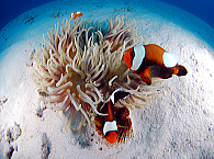 �R���̃x�e�����X�^�b�t���Ή��������܂��I�|�C���g���N�G�X�g�͂������I�s���Ȏ��I���C�y�ɂ����k���������ˁB